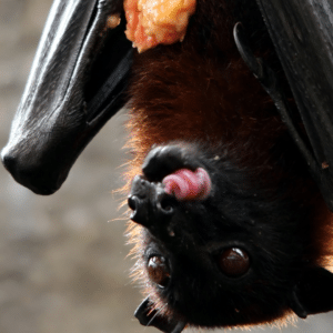 Finding a Meal, Bat Style. Bat eating a meal.
