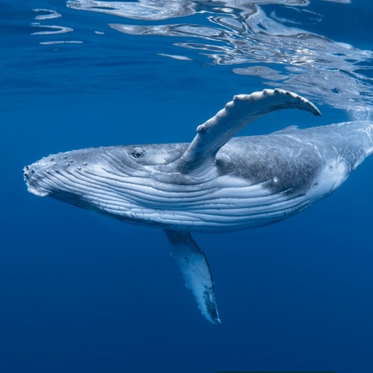 Nature Accountability Act Canada page picture of a whale swimming in the ocean