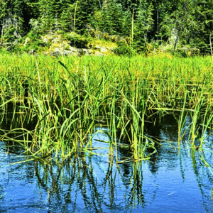 Picture of wild rice from the page Podcast with John Borrows