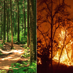 Emissions Cap and Prosperity in Canada : Picture of a healthy forest and a forest on fire